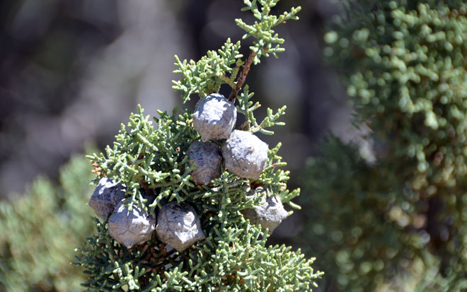 Arizona Cypress is a gymnosperm and has now flowers. The seed cones are nearly globose, blue or blue-gray and remain on the branches several years after the seeds have fallen. Cupressus arizonica (= Hesperocyparis arizonica)
